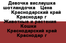 Девочка вислаушка шотландочка › Цена ­ 1 000 - Краснодарский край, Краснодар г. Животные и растения » Кошки   . Краснодарский край,Краснодар г.